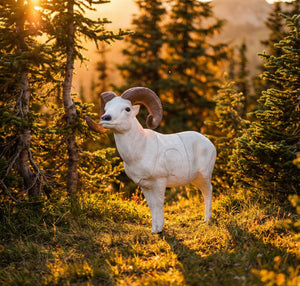 Real Wild 3D Dall Sheep