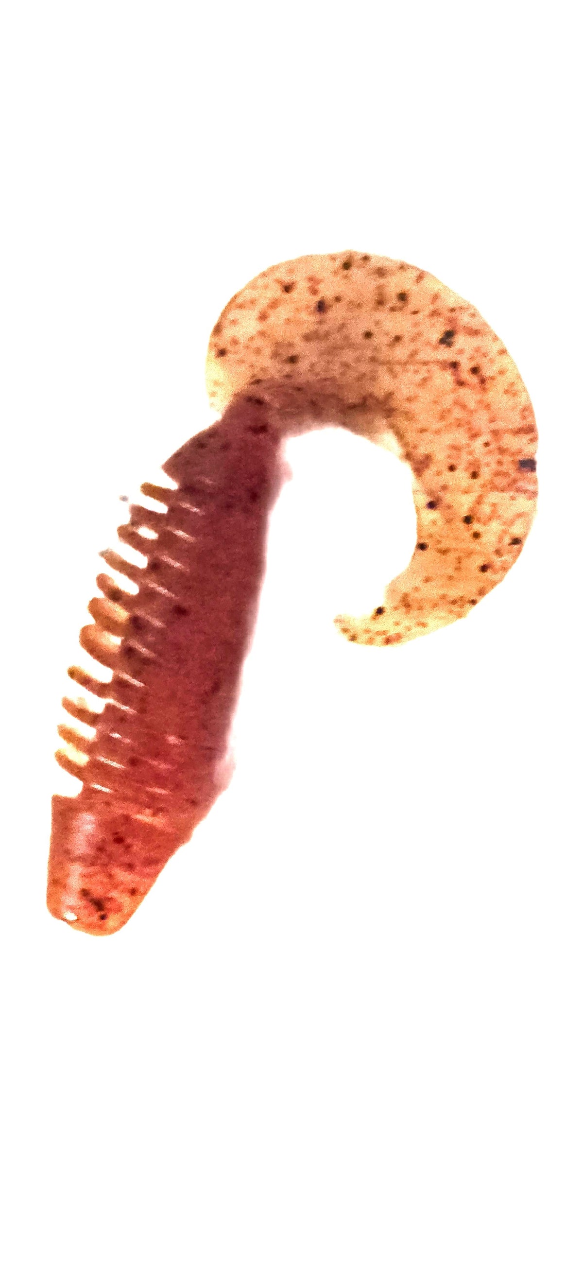 Screw Tail -  Crimson