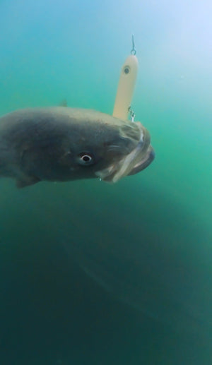 Magictail Top Water Spook Lures