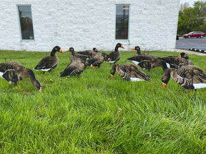 Econo Specklebelly Decoys