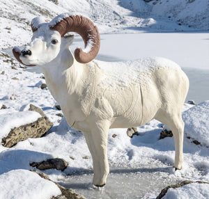 Real Wild 3D Dall Sheep