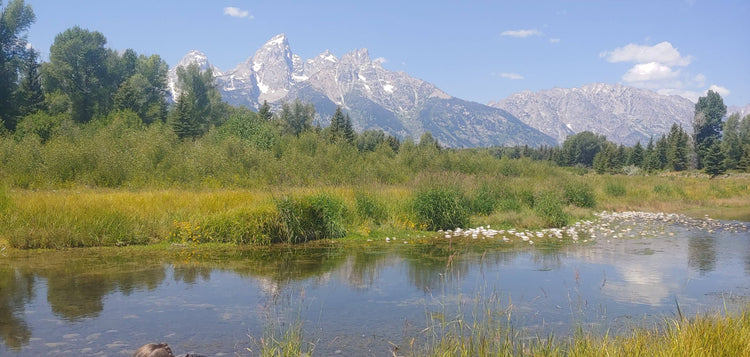 Schwabacher Landing with a view of the Grand Tetons in Wyoming